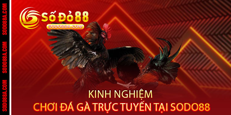 Đá Gà Sodo88 - Cược chất, thắng đậm, xem đã - Một chạm rinh tiền triệu - BAVOR.LOVE Đá Gà Sodo88 - Cược chất, thắng đậm, xem đã - Một chạm rinh tiền triệu - BAVOR.LOVE