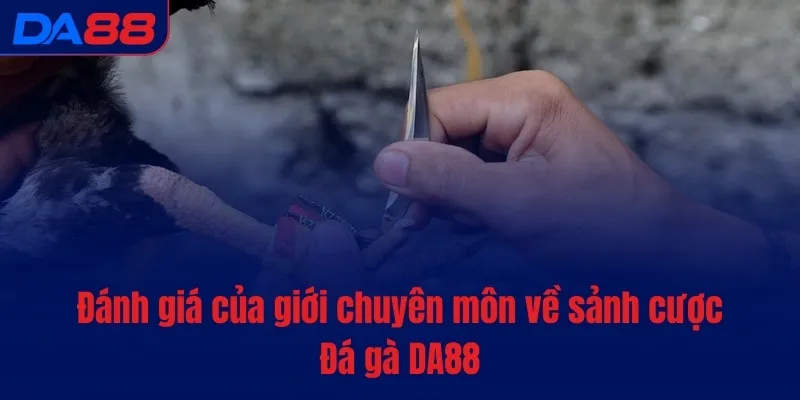 Đá gà DA88 - Cược nhanh, tiền vào túi ào ào sau mỗi lượt - BAVOR.LOVE