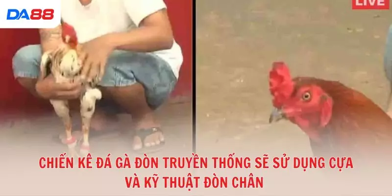 Đá gà đòn truyền thống: Bí quyết để đánh giá chiến kê và chiến thắng 2026 - BAVOR.LOVE