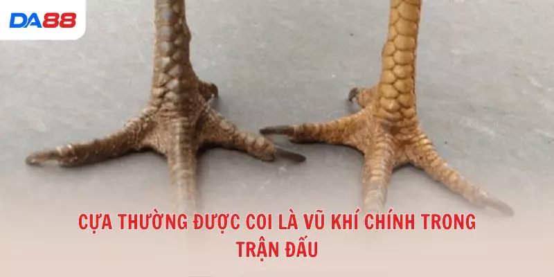 Từ A đến Z các thuật ngữ đá gà phổ biến trong sới gà hiện nay 2026 - BAVOR.LOVE