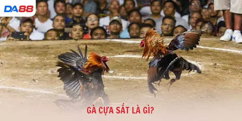 Gà cựa sắt là gì và vì sao được nhiều tay chơi ưa chuộng? 2026 - BAVOR.LOVE