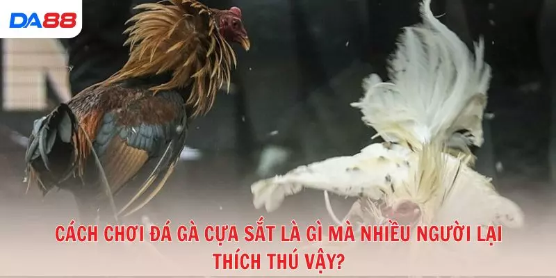 Gà cựa sắt là gì và vì sao được nhiều tay chơi ưa chuộng? 2026 - BAVOR.LOVE