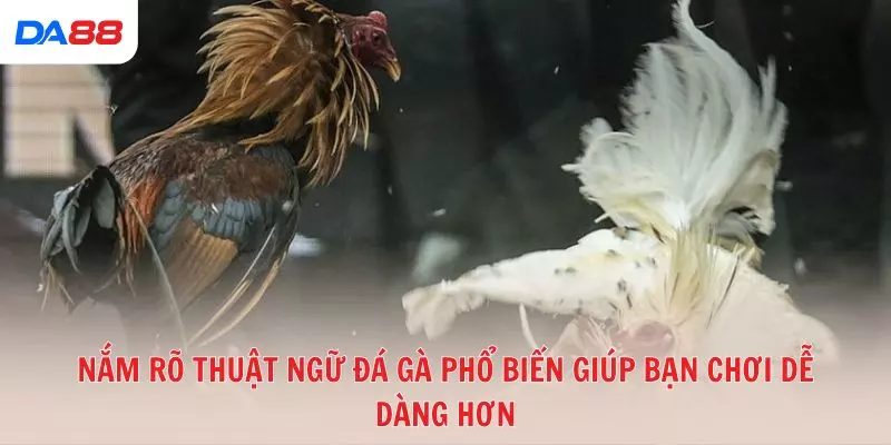 Từ A đến Z các thuật ngữ đá gà phổ biến trong sới gà hiện nay 2026 - BAVOR.LOVE