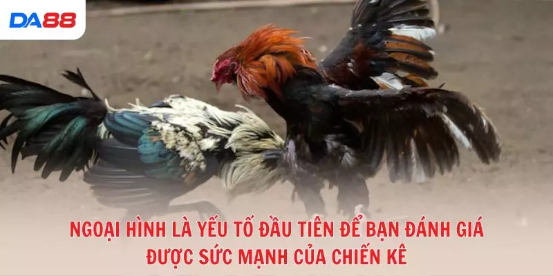 Đá gà đòn truyền thống: Bí quyết để đánh giá chiến kê và chiến thắng 2026 - BAVOR.LOVE