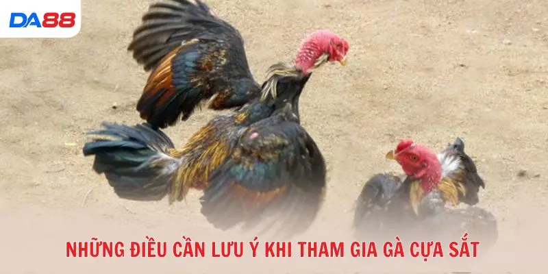 Gà cựa sắt là gì và vì sao được nhiều tay chơi ưa chuộng? 2026 - BAVOR.LOVE