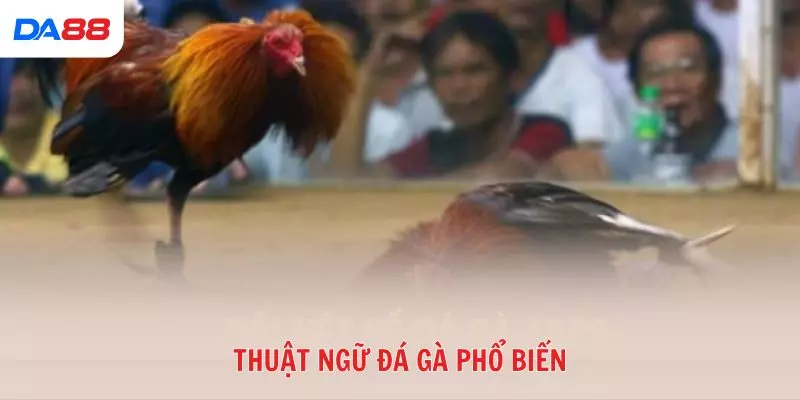 Từ A đến Z các thuật ngữ đá gà phổ biến trong sới gà hiện nay 2026 - BAVOR.LOVE
