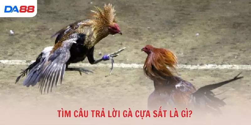 Gà cựa sắt là gì và vì sao được nhiều tay chơi ưa chuộng? 2026 - BAVOR.LOVE