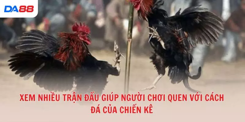 Đá gà đòn truyền thống: Bí quyết để đánh giá chiến kê và chiến thắng 2026 - BAVOR.LOVE